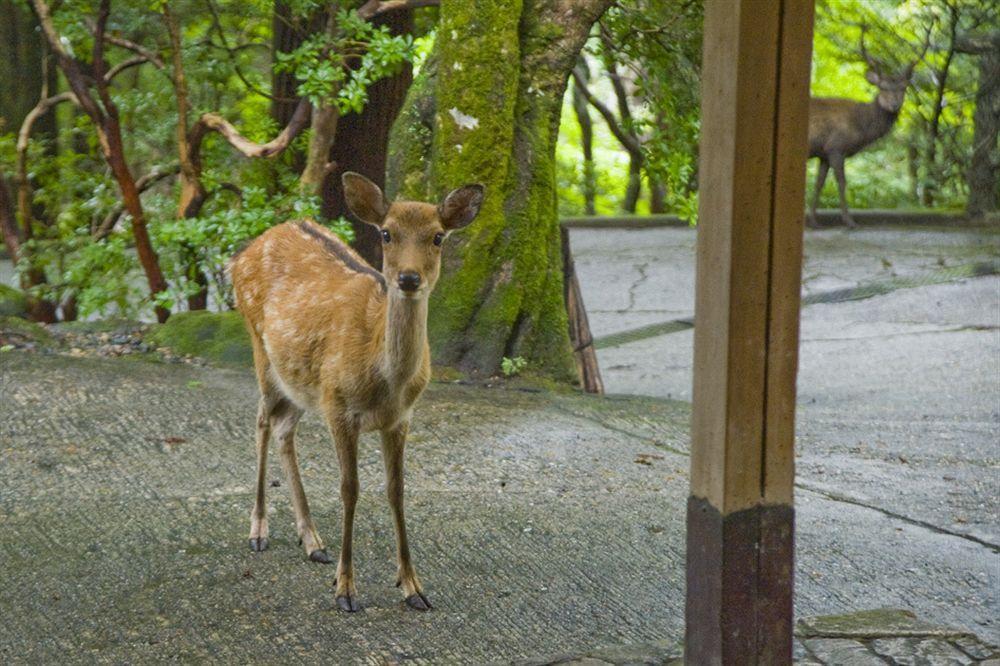 Tsukihitei Hotel Nara Buitenkant foto